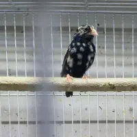 خاص ترین فنچ ایران فنچ وایدا و جامبو big size