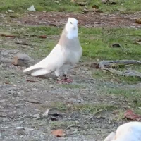 سه عدد طوقی|پرنده|بیلوار, |دیوار