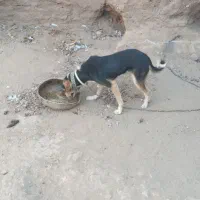 پاپی سگ کوچک|سگ|تربت جام, خیرآباد|دیوار