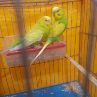 یک جفت مرغ عشق