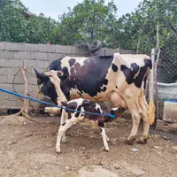 گاو به همراه گوساله ماده