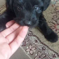 سگ واگذاری|سگ|پاکدشت, پاکدشت (مامازند)|دیوار