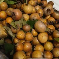 ازگیل جنگلی تازه|خوردنی و آشامیدنی|رشت, نظری|دیوار