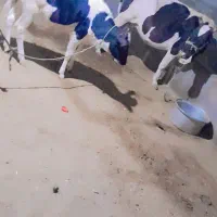 گاو‌با‌گوساله‌خارجی‌اصلی‌