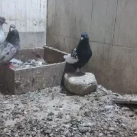 کبوتر سینه سار و سار دمسفید|پرنده|شیروان (خراسان), |دیوار