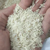 برنج فجر سوزنی ۹۰ روزه کاشت خودم