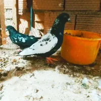 جفت پرشی سینه سیا بزک