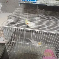 عروس هلندی سالنی بهترین ها