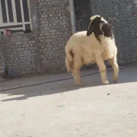 بره نر