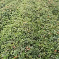 نهال توت فرنگی سابرینا