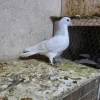 چپ هفرنگ لایی نر|پرنده|اسفراین, |دیوار