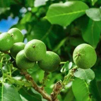 ارائه و تولید گردو لارا