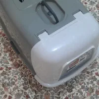 گربه خانگی تربیت شده/واکسینه/بسیار تمیز|گربه|ارومیه, |دیوار