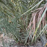 پاجوش برحی