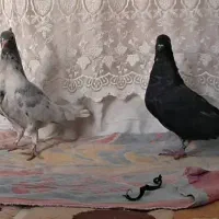 کبوتر رنگی|پرنده|حمیدیه, |دیوار