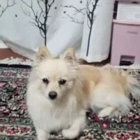 سگ پامر روباهی ویک توله ماده 3ماه دارد بفروش میرسد