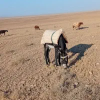 یک عدد الاغ