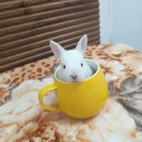 بچه خرگوش  اندازه نصف کف دست|موش و خرگوش|قم, باجک سه|دیوار