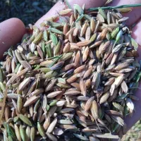 برنج شاهبنپپور/شوشتر،/پخش عمده برنح ایرانی عنبرو|عمدهفروشی|شوشتر, |دیوار