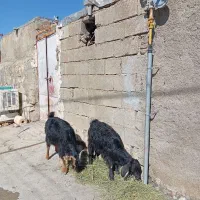 تویشک|حیوانات مزرعه|سراب میمه, |دیوار