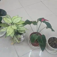 فروش گل|گل و گیاه طبیعی|گلپایگان, |دیوار