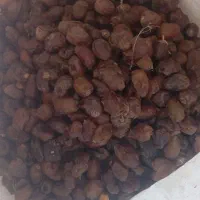 ضایعات خرما. حشف