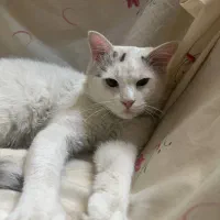 گربه پرشین کاملا اهلی ۳ساله|گربه|میاندوآب, |دیوار