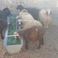 بره  نر سبک سبک|حیوانات مزرعه|مهریز, |دیوار