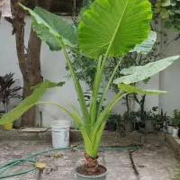 فروش گلهای خانگی