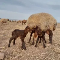 بره شیری نر