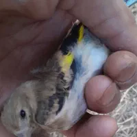 جوجه سهره