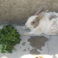 خرگوش خانگی تمیز