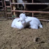 بز سانن اصل