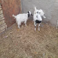 بز جوان آبستن با کره|حیوانات مزرعه|رفسنجان, |دیوار