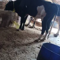 گاویاگوساله نر|حیوانات مزرعه|هریس, |دیوار