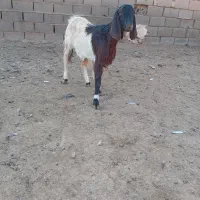 یکساله جنس دار فروشی|حیوانات مزرعه|تربت جام, معدآباد|دیوار
