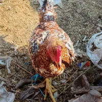 4 تا خروس لاری جوان 2تا سفید دورگه