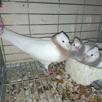 ماده طوقی|پرنده|زاویه, |دیوار