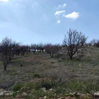 1-قطعه-1000-متری-باغ-بادام