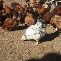 تخم مرغ محلی تازه