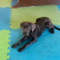 سگ کنکورسو|سگ|تهران, وردآورد|دیوار