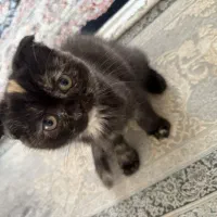 گربه اسکاتیش فولد