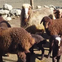 میش چاق برای قصابی