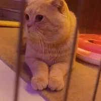 اسکاتیش فولد گلد(مجموعه زنگوله)