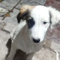 سگ نگهبان/نژاد دار/|سگ|ری, دولتآباد|دیوار