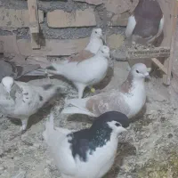 کفتر پرشی|پرنده|زبرخان, |دیوار