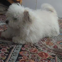 واگذاری سگ نژاد شیتزو وپامر|سگ|شیراز, طلاب|دیوار