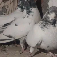 کبوتر پرشی کله دم|پرنده|زیباشهر, |دیوار