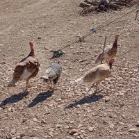 فروش ۴عدد بوقلمون