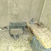 کبوتراصفهانی|پرنده|اصفهان, ارداجی|دیوار